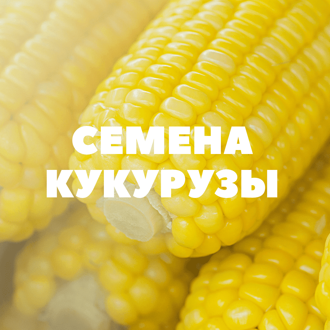 Кукуруз 10