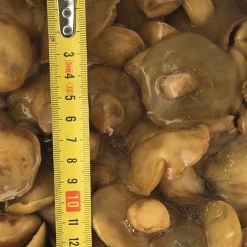 Соленые/Маринованные грибы моховики