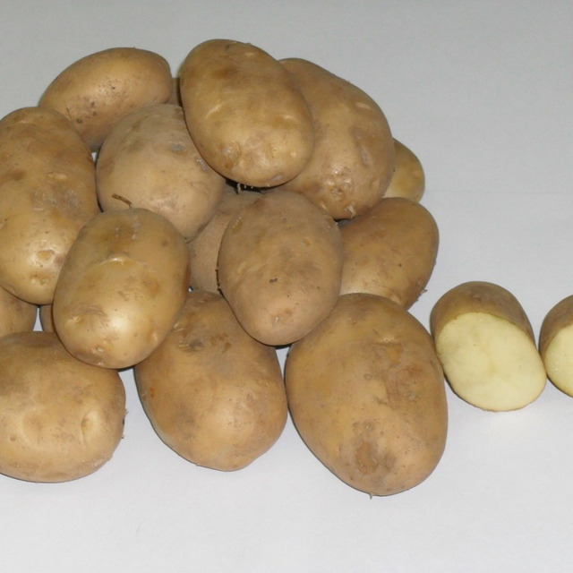 Куплю картофель тульская область. Картофель продовольственный. 1 Кг картошки. Картошка за 1 кг. Картошка Новгородская.