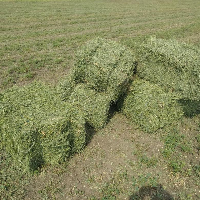 Сено. Люцерна 100%