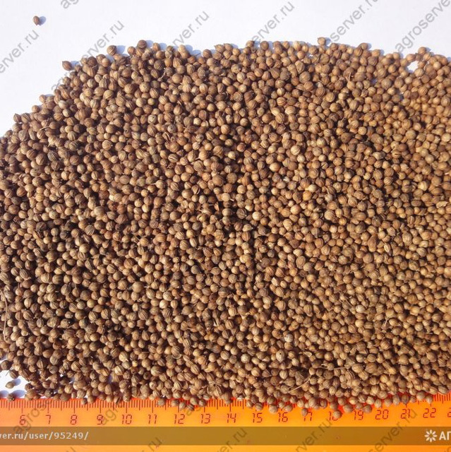 Кориандр зерно, кориандр молотый, жмых кориандровый