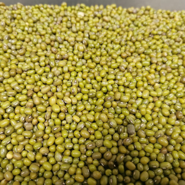 Маш продовольственный (Vigna radiata L.)