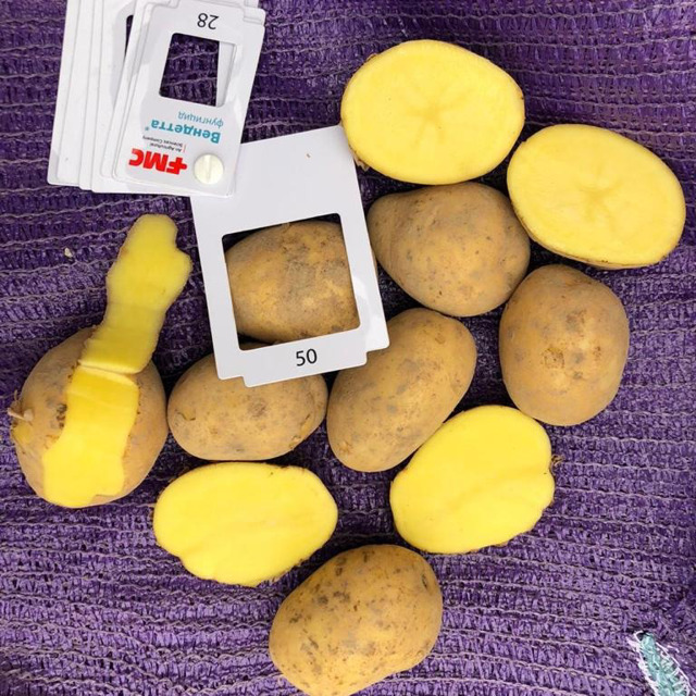 Картофель ГАЛА оптом 5+ от производителя. 14,5 руб./кг