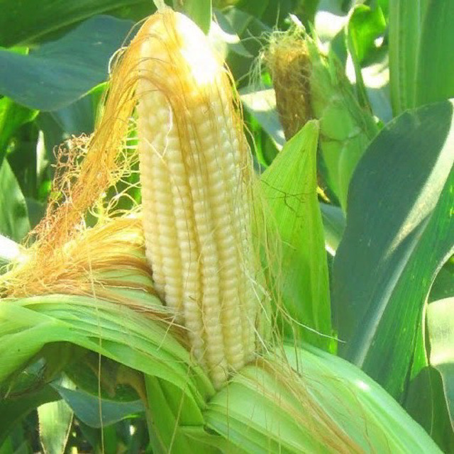 Гибриды семена кукурузы Пионер (Pioneer)