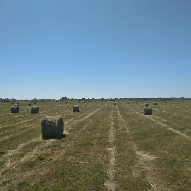 Сено №23587