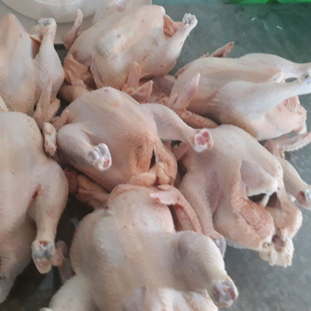 Продаю мясо бройлера коб 500
