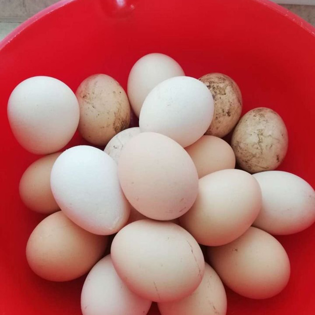 Яички куриные, домашние, из личного подсобного хозяйств