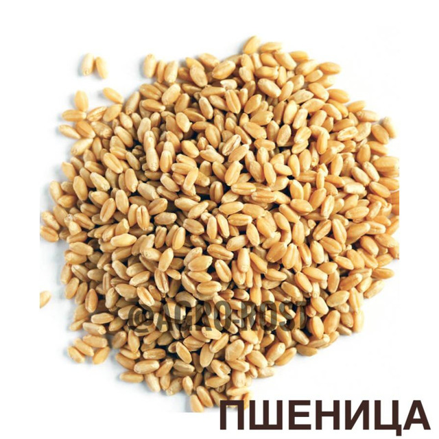 Пшеница 3,5 класс