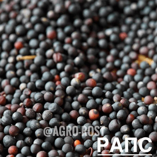 Рапс №255491