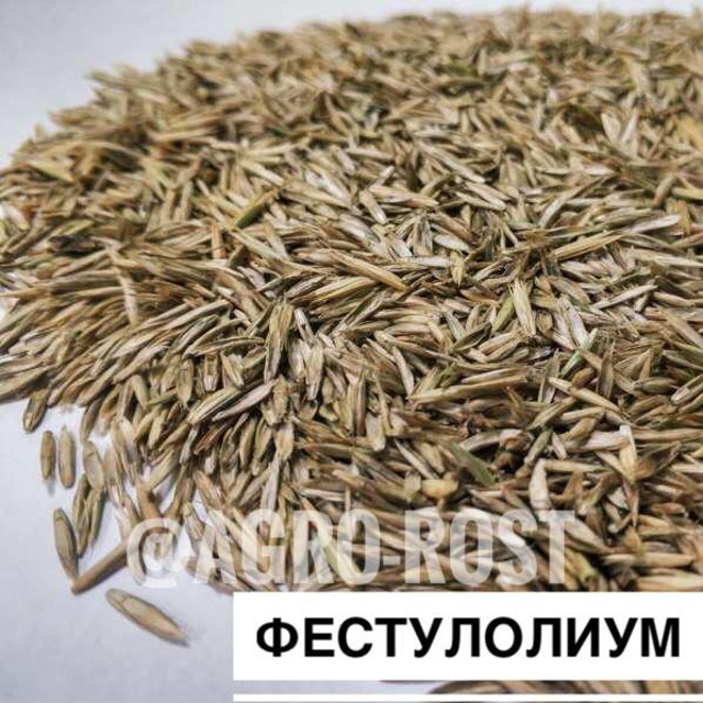 Фестулолиум №256100