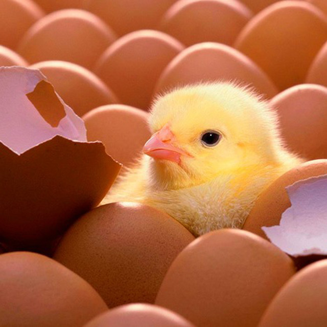 Инкубационное яйцо кур-несушек породы "Хайсекс Браун"