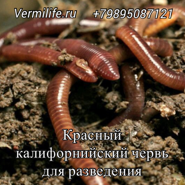 Черви для разведения на рыбалку и для биогумуса