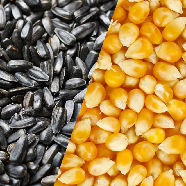 Семена кукурузы производства ASPRIA Seeds