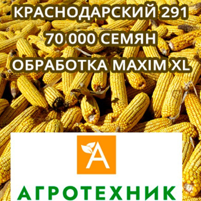 Гибрид кукурузы Краснодарский 291 АМВ