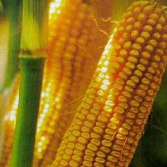 Семена кукурузы Краснодарский 385 МВ