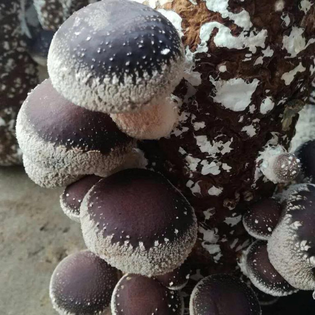 Субстратный блок грибов шиитаке
