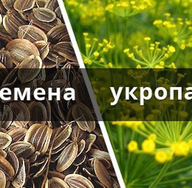 Семена Укропа Купить В Аптеке Спб
