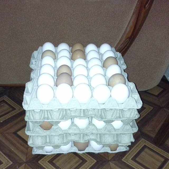 Яйцо куриное инкубационное.
