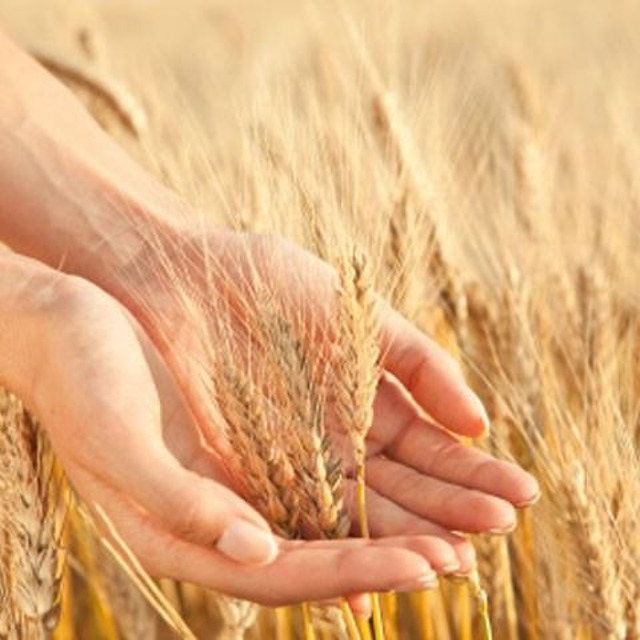 Семена озимой пшеницы среднепоздний сорт Юка