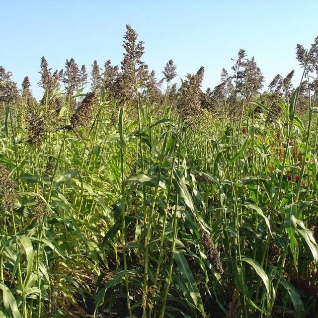 Семена суданской травы Камышинская-51