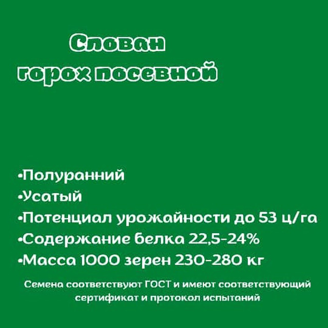 Семена гороха "Слован"