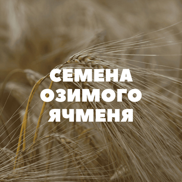 Cемена озимого ячменя на посев