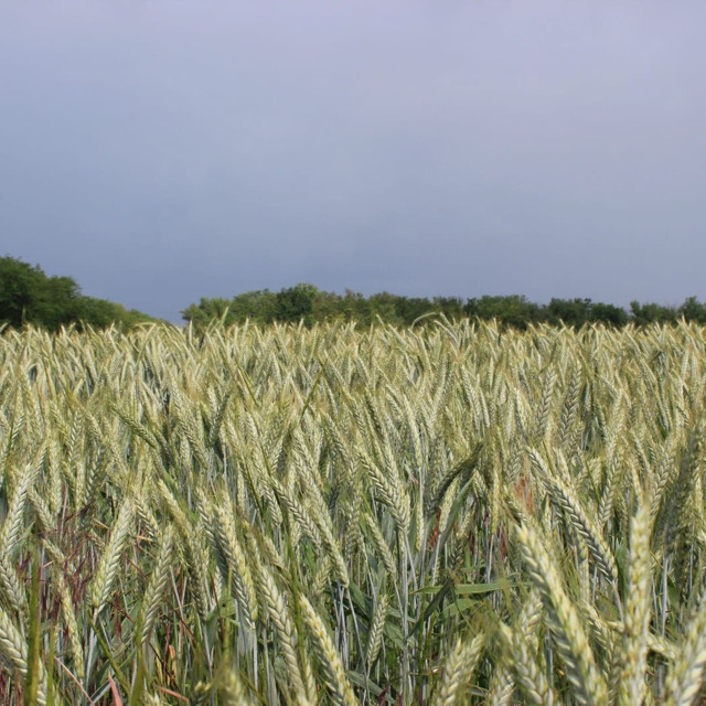 Семена озимой пшеницы и ячменя