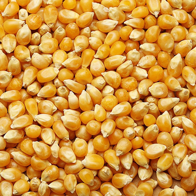 Продаём фуражную кормовую кукурузу цельную и колотую
