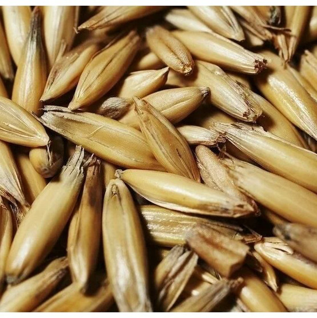 Продаём фуражный кормовой овёс